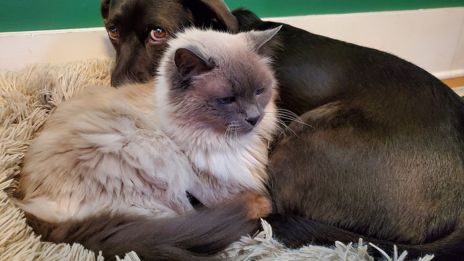 Gato siamês e cachorro deitados juntos sobre um tapete