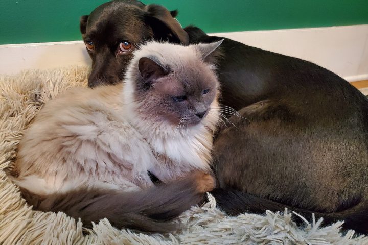 Gato siamês e cachorro deitados juntos sobre um tapete