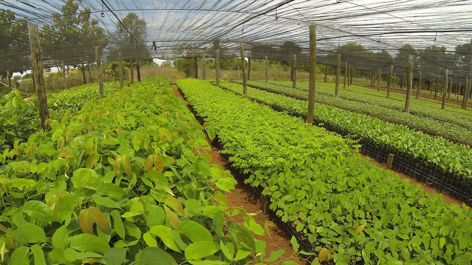 Fileiras de mudas de árvores em viveiro coberto por tela de sombreamento