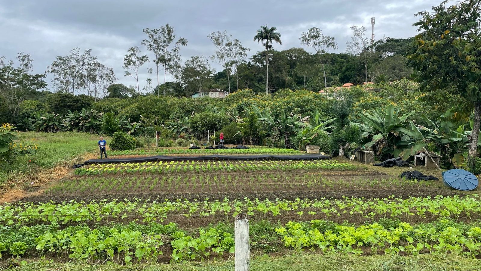 Canteiros de hortaliças em propriedade de agricultura familiar