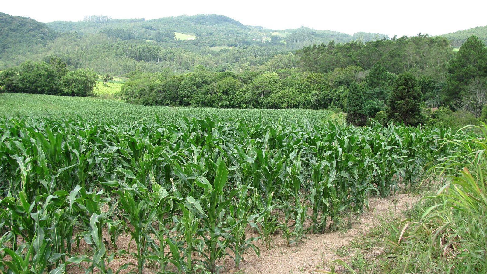 Lavoura de milho