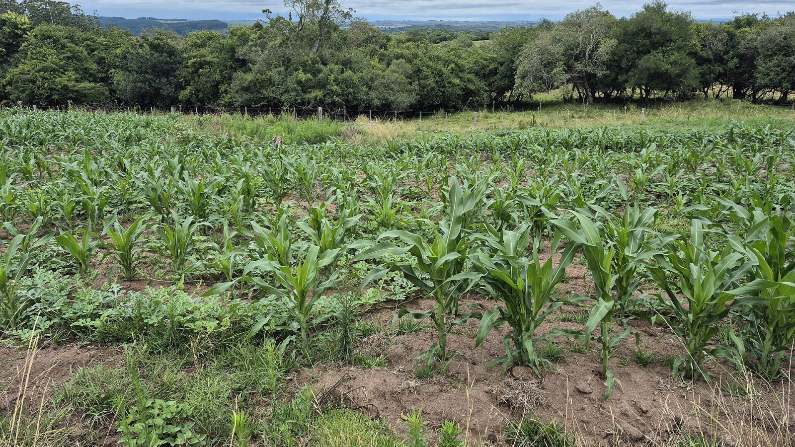 Lavoura em área rural
