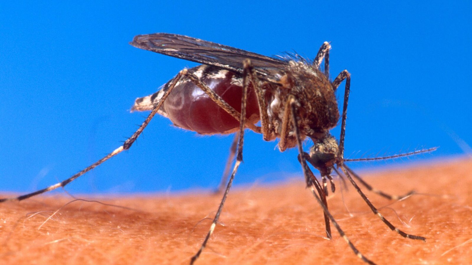 Aedes aegypti biting human