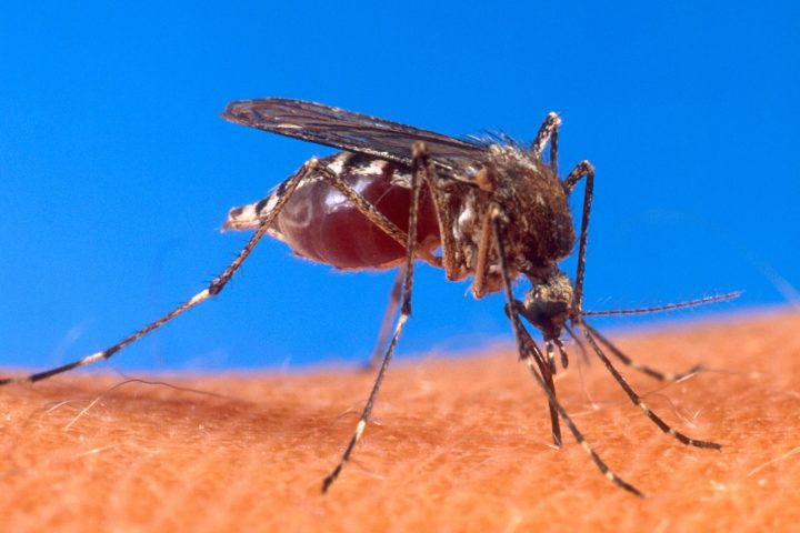Aedes aegypti biting human
