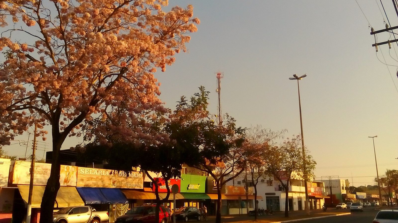 Ipês Floridos Tangará da Serra