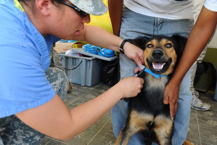 Cão recebendo vacina