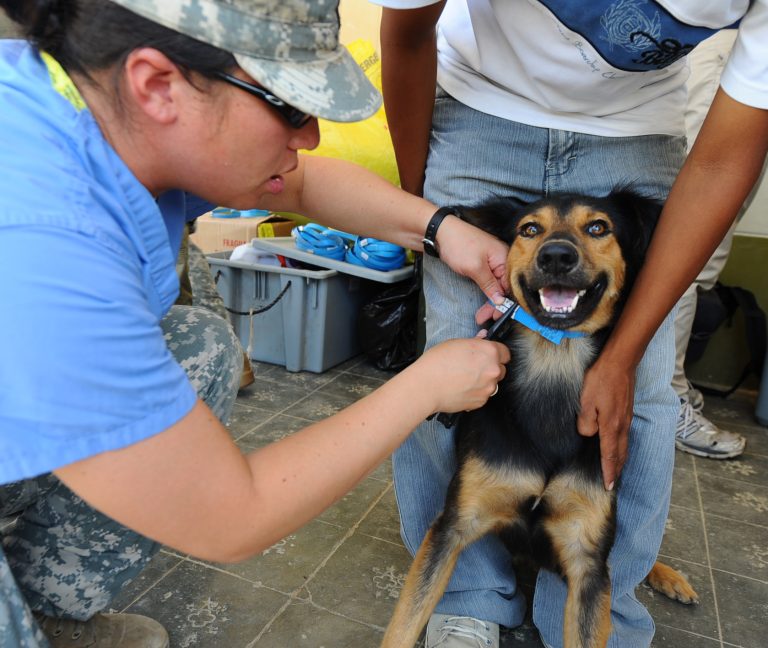 Cão recebendo vacina