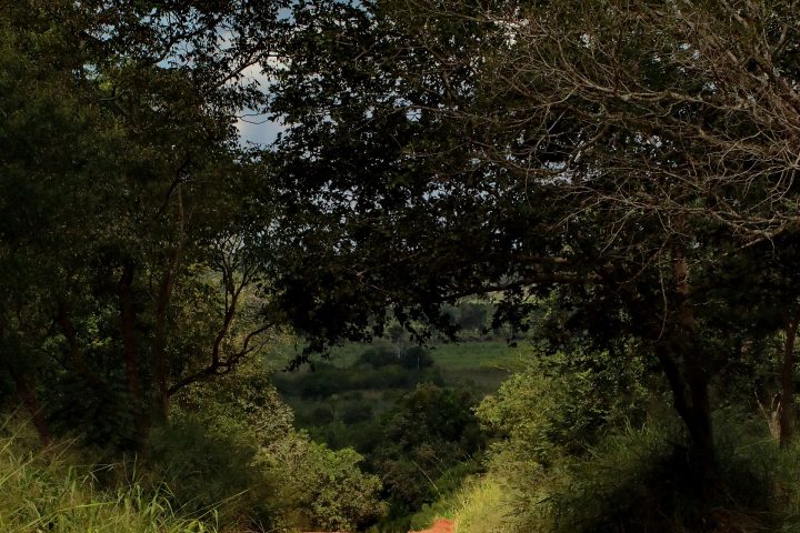 Estrada de terra no Pantanal