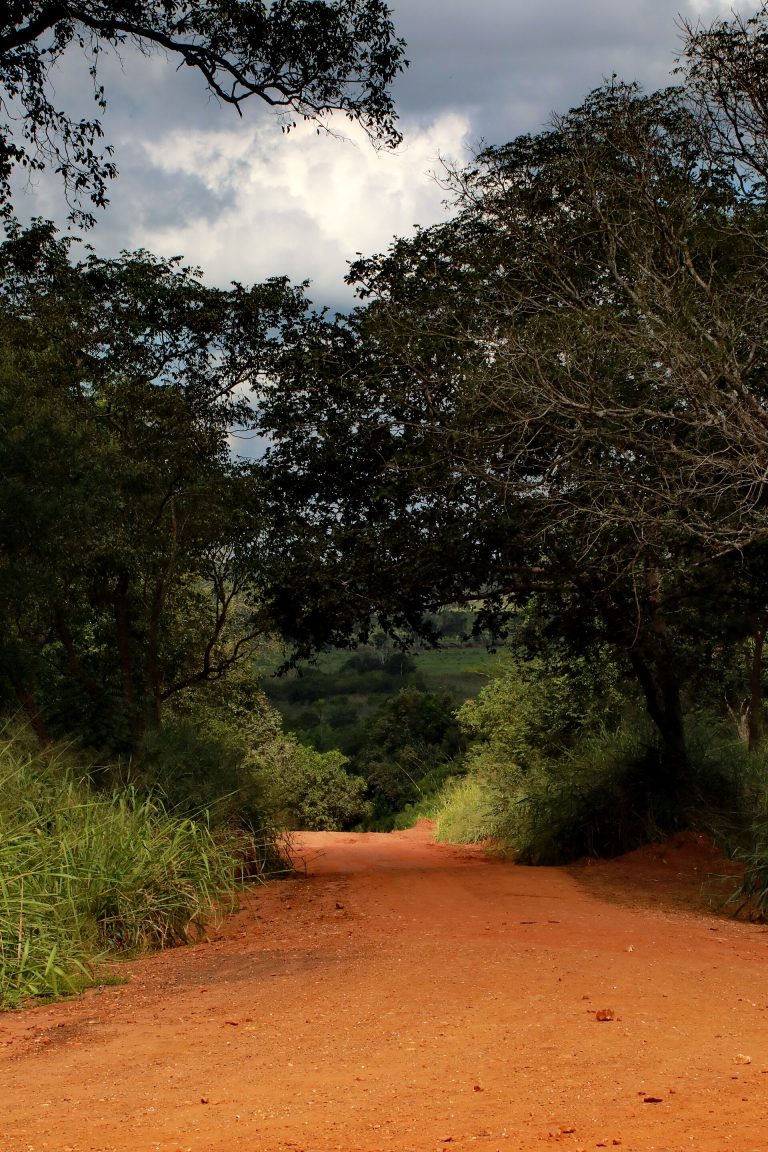 Estrada de terra no Pantanal