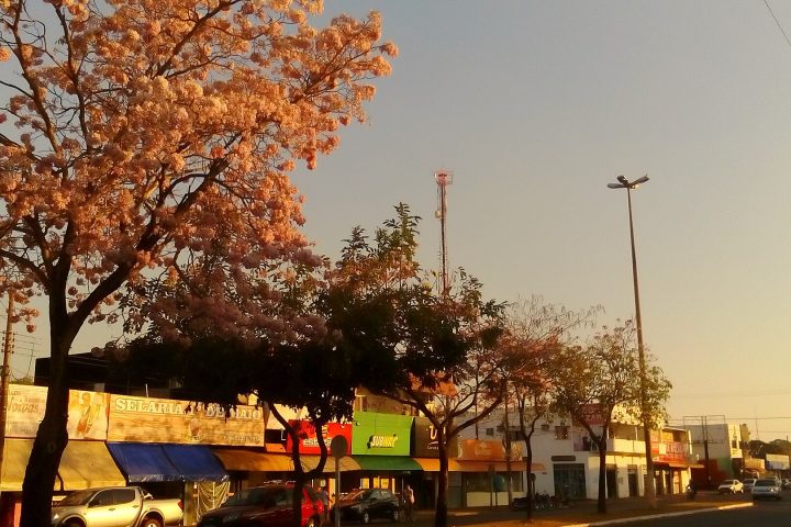 Ipês Floridos Tangará da Serra